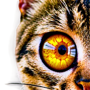 Cat Eyeball Png Wwq PNG image