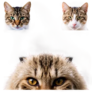 Cat Face C