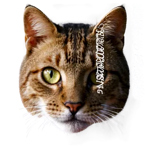 Cat Face D
