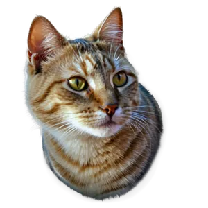 Cat Face Pattern PNG Eko96 PNG