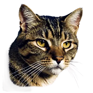 Cat Face Silhouette PNG Bcb56 PNG