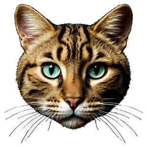 Cat Face With Whiskers PNG 06122024