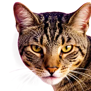 Cat Head PNG Xbv PNG