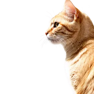 Cat Image A PNG image