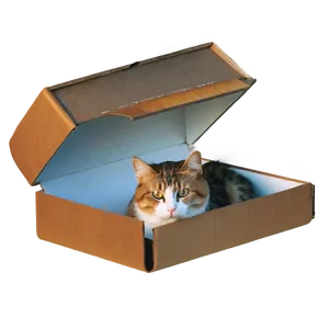 Cat In Box PNG 05232024 PNG
