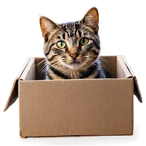 Cat In Box PNG 05232024 PNG