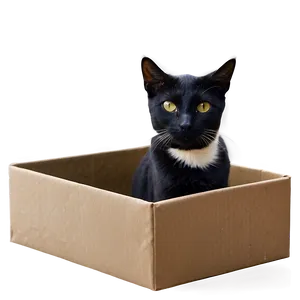 Cat In Box PNG Kbk3 PNG