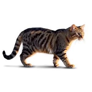 Cat On The Prowl Png A PNG image