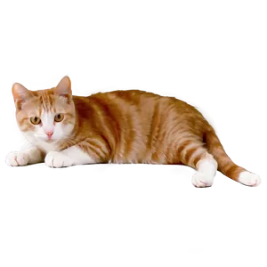 Cat Side View Transparent 05252024 PNG