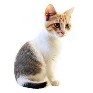 Cat Side View Transparent 05252024 PNG