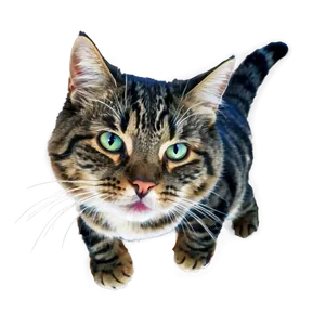 Cat With Fish PNG 05232024 PNG