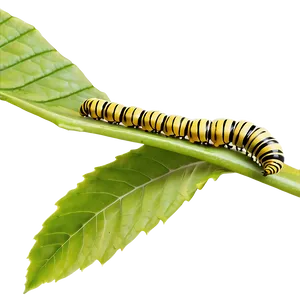Caterpillar Eating Leaf PNG 05232024