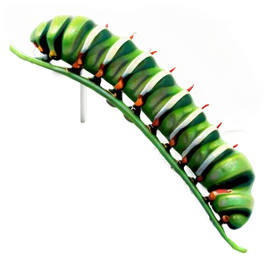 Caterpillar Eating Leaf PNG Sjo