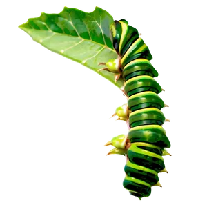 Caterpillar Eating Leaf PNG Wor51