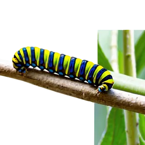 Caterpillar In Habitat PNG 78