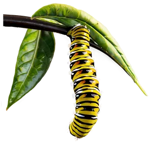 Caterpillar In Nature PNG 8