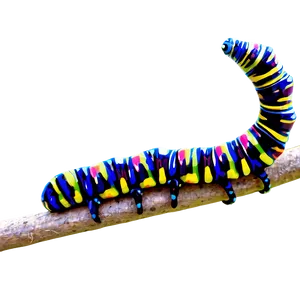 Caterpillar In Nature PNG Dhv