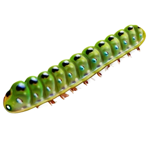 Caterpillar On Leaf PNG 05232024