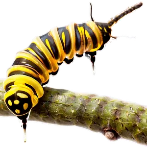 Caterpillar On Twig PNG Lfn
