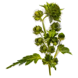 Catnip D PNG image