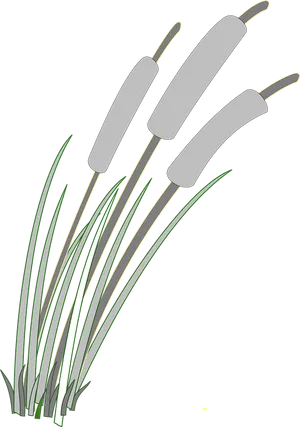 Cattailsand Reeds Illustration PNG image