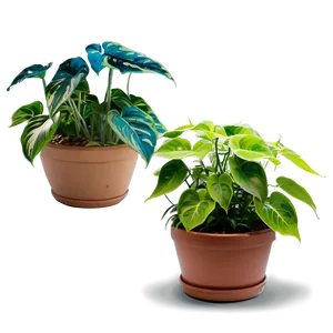 Cebu Blue Pothos Features Png 06272024 PNG image