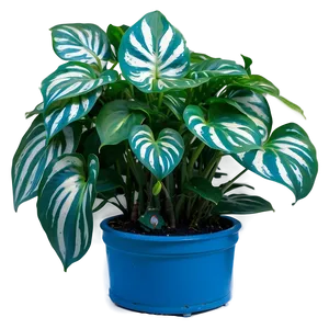 Cebu Blue Pothos Features Png Rwt PNG image