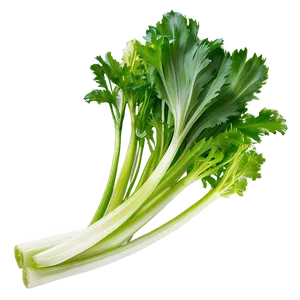 Celery B