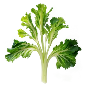 Celery Leaves PNG 06252024