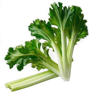 Celery Leaves Png 89 PNG image