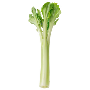 Celery On White Background PNG 06252024 PNG