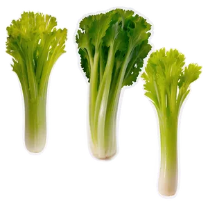 Celery Vegetable PNG Tih25 PNG