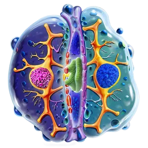 Cell Structure And Function Png Cwv PNG image