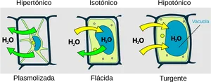 Cellular Tonicity Comparison PNG