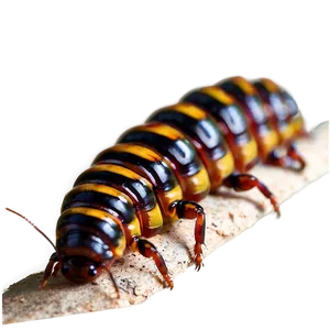 Centipede In Natural Habitat Png 5 PNG image