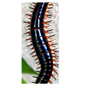 Centipede In Natural Habitat Png Cab PNG image