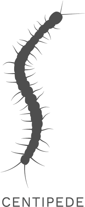 Centipede Silhouette Graphic PNG image