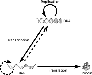 Central Dogmaof Molecular Biology PNG image