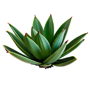 Century Plant Agave Png 06282024 PNG image