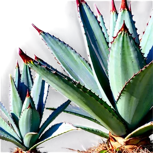 Century Plant Agave Png 06282024 PNG image