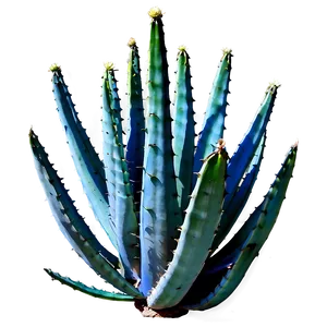 Century Plant Agave Png 06282024 PNG image