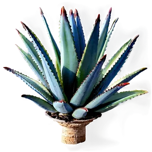 Century Plant Agave Png Mht PNG image