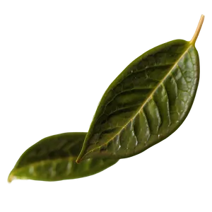 Ceylon Tea Leaf Png 27 PNG image