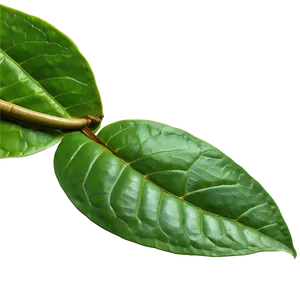 Ceylon Tea Leaf Png 85 PNG image