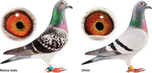 Champion Racing Pigeons With Eye Closeups PNG image