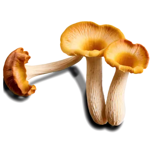 Chanterelle Mushrooms PNG 11