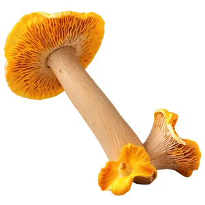 Chanterelle Mushrooms PNG 6