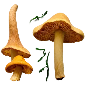 Chanterelle Mushrooms Png Edg42 PNG image