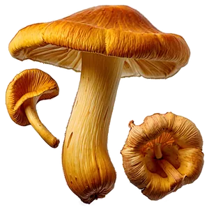 Chanterelle Mushrooms PNG Lsm