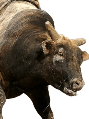 Charging Bull Action Shot.png PNG image